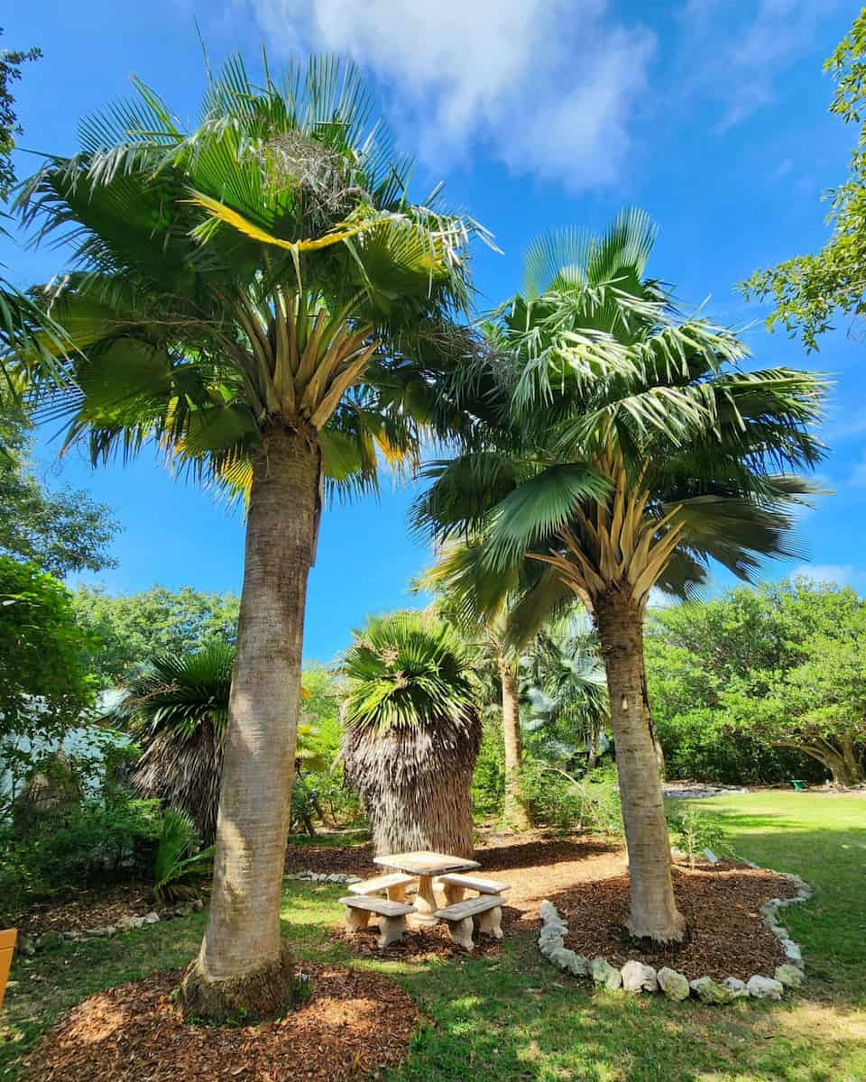 Spring in Key West Spring in Key West