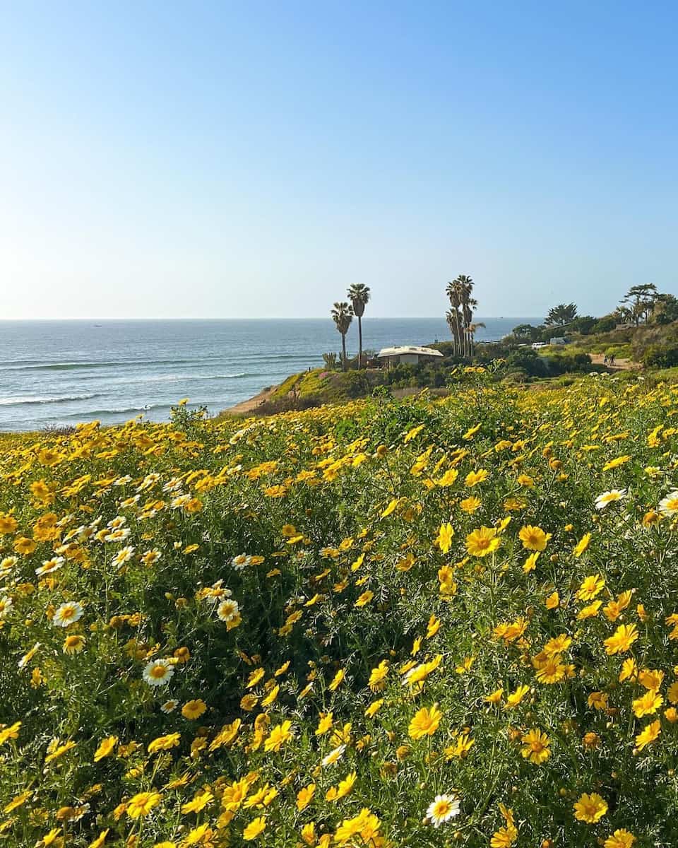 Spring in San Diego Spring in San Diego