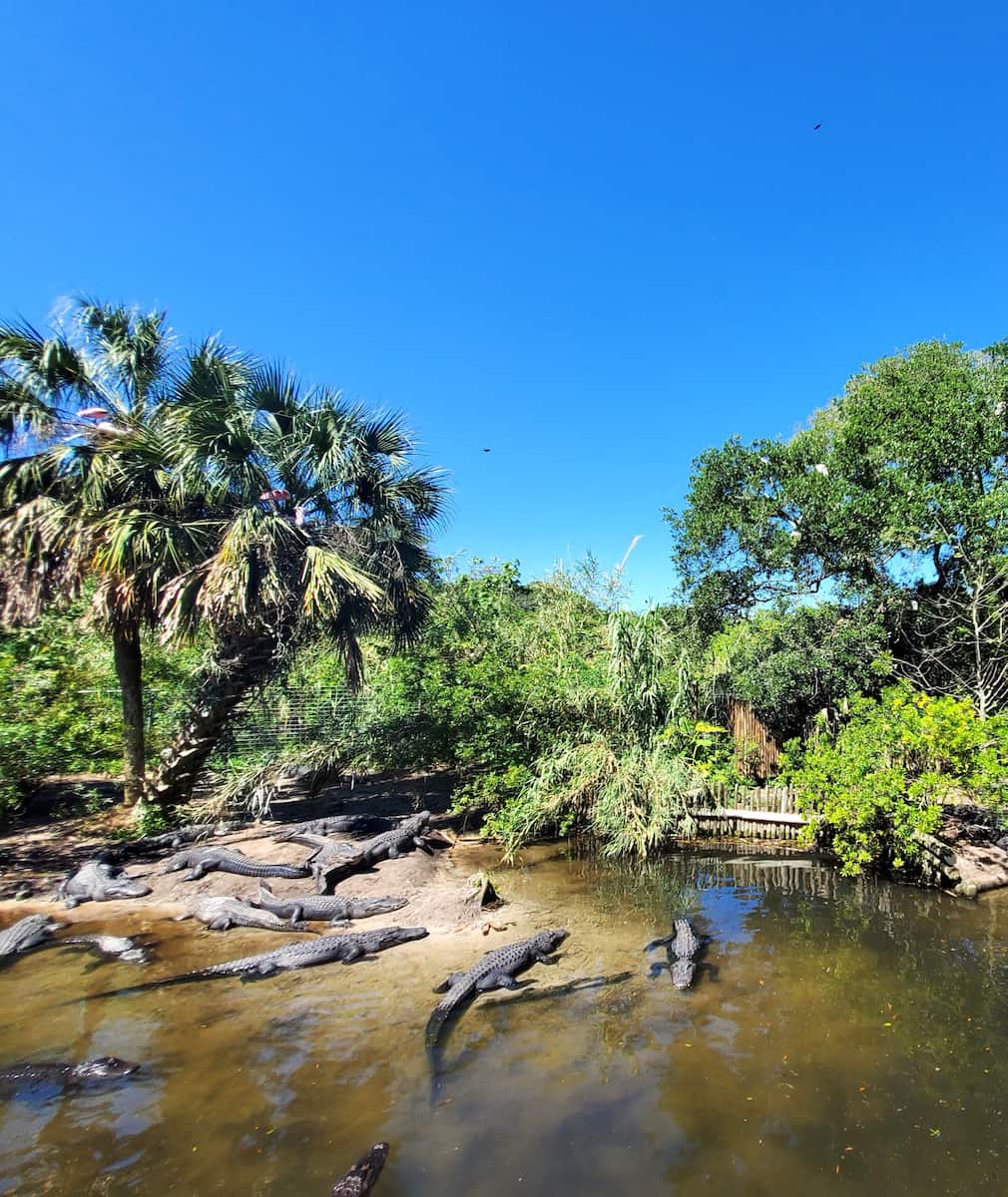 St Augustine Alligator Farm Zoological Park St Augustine Alligator Farm Zoological Park