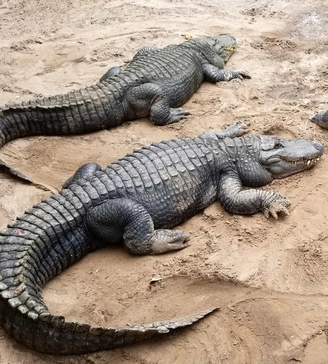 St Augustine Alligator Farm Zoological Park St Augustine Alligator Farm Zoological Park