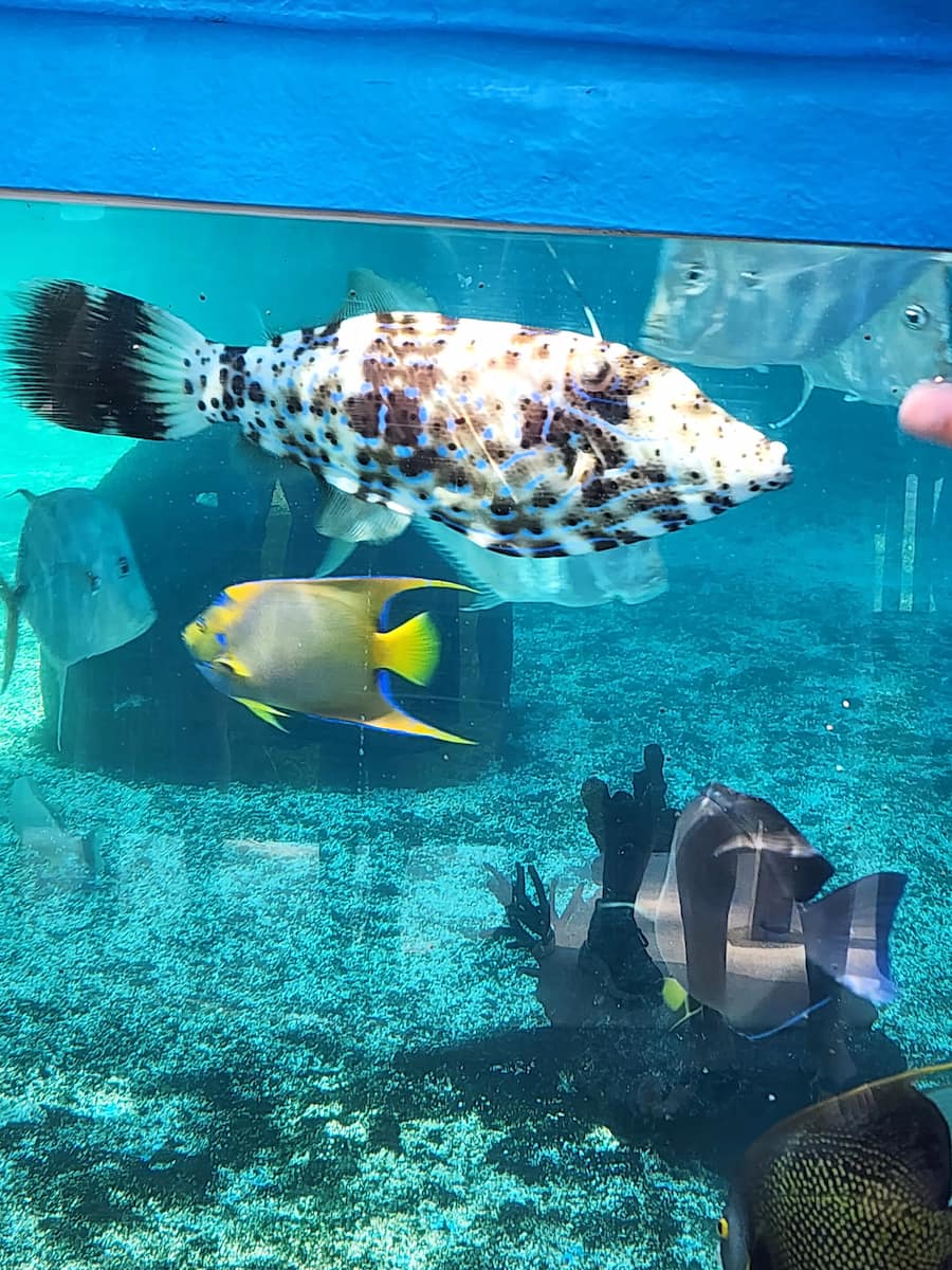 St Augustine Aquarium St Augustine Aquarium