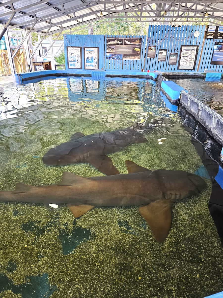 St Augustine Aquarium St Augustine Aquarium