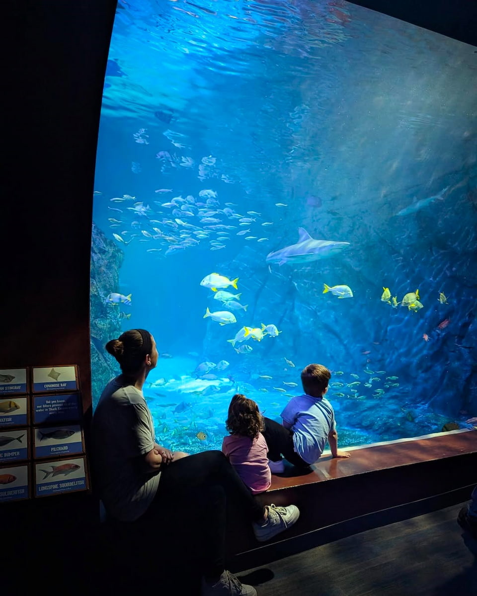 St. Louis Aquarium St. Louis Aquarium