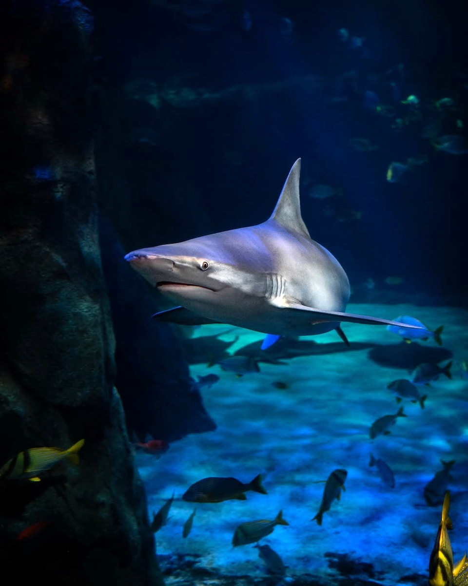 St. Louis Aquarium St. Louis Aquarium