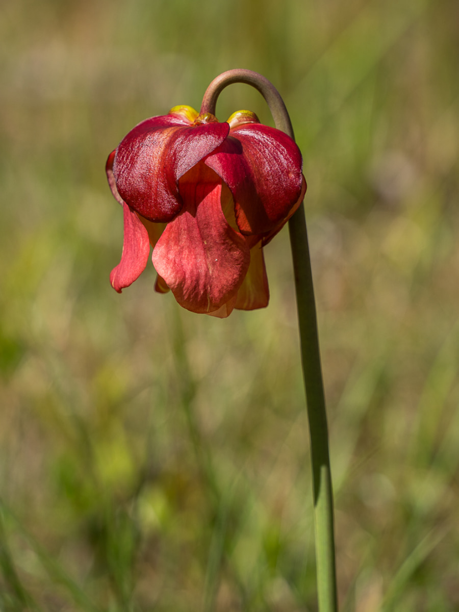 Stanley Rehder Carnivorous Plant Garden, Wilmington Stanley Rehder Carnivorous Plant Garden, Wilmington