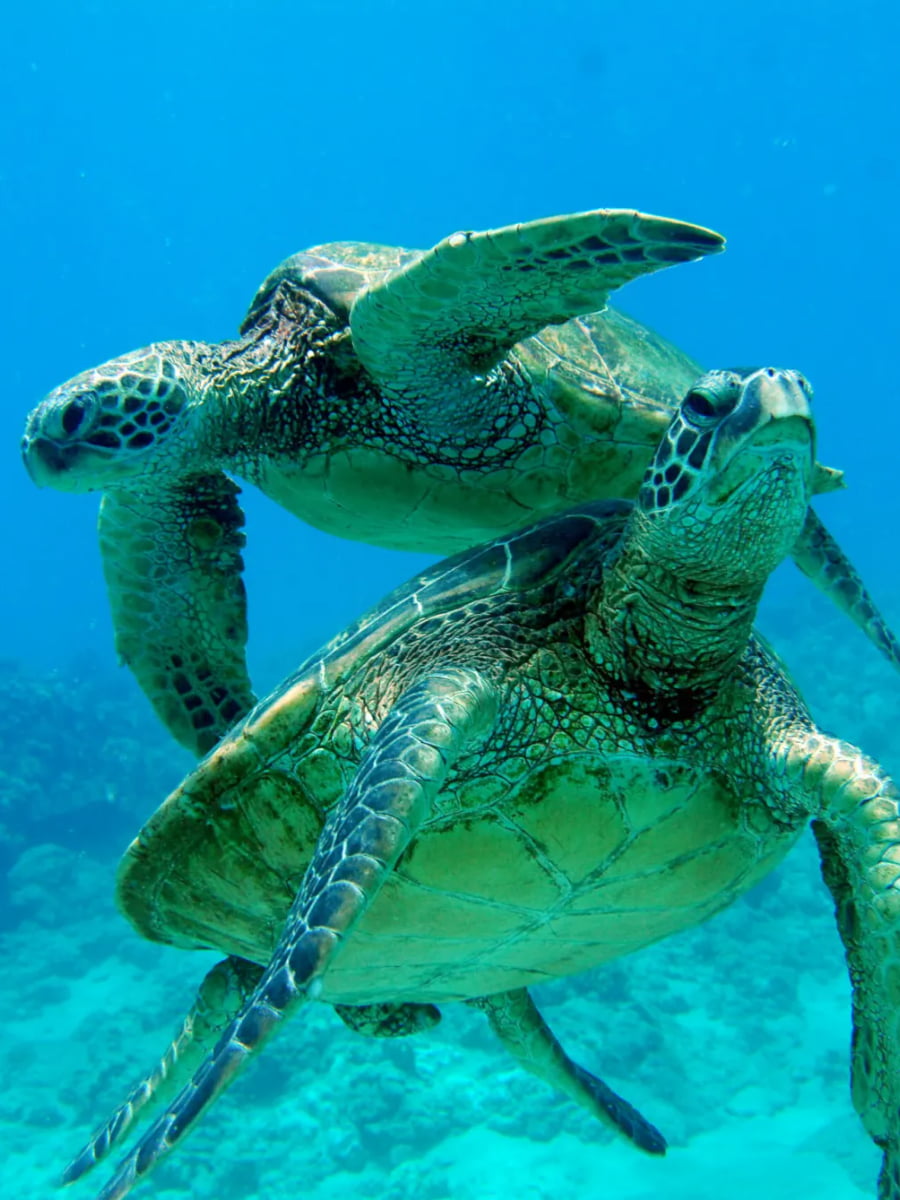 Swim with Sea Turtles, Oahu, Hawaii Swim with Sea Turtles, Oahu, Hawaii