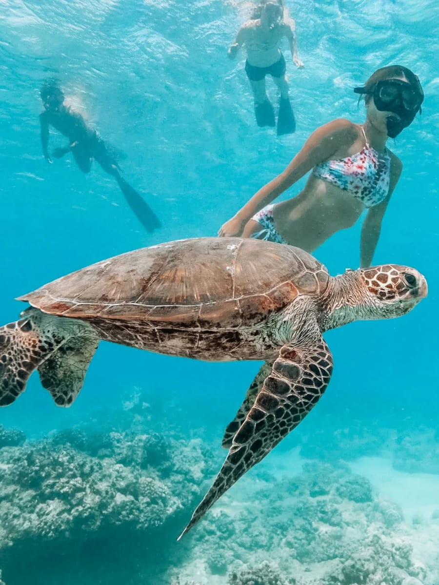 Swim with Sea Turtles, Oahu, Hawaii Swim with Sea Turtles, Oahu, Hawaii