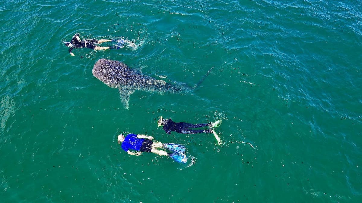 Swimming with whale sharks in Cancun