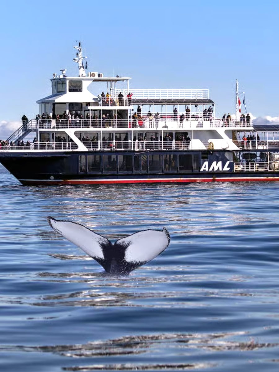 Tadoussac Whale Watching, Quebec City Tadoussac Whale Watching, Quebec City