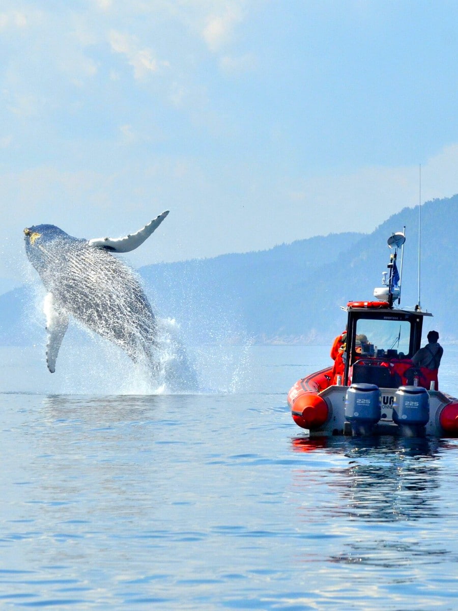 Tadoussac Whale Watching, Quebec City Tadoussac Whale Watching, Quebec City