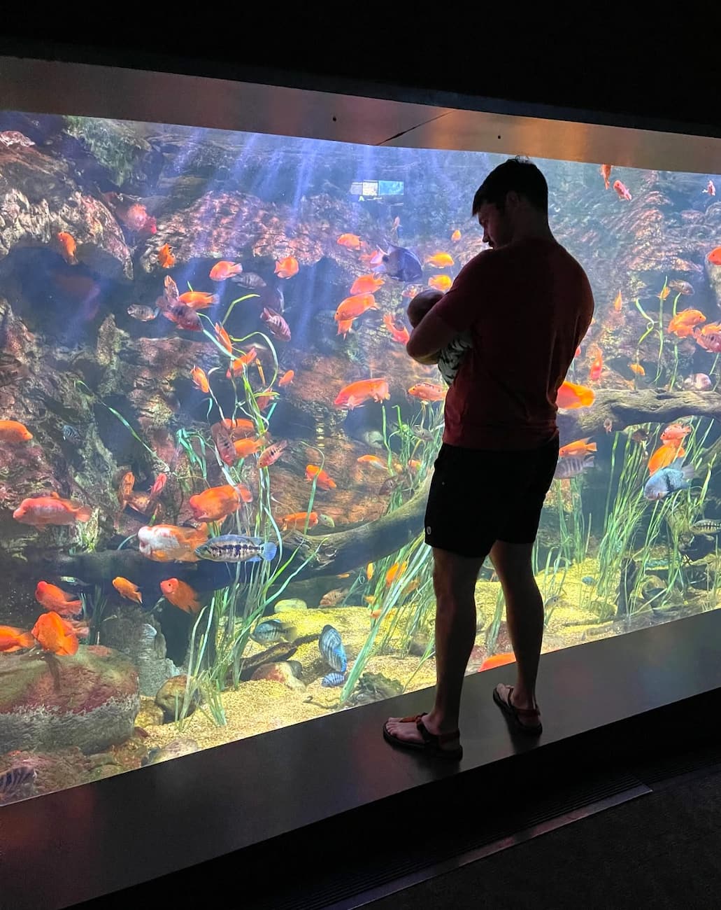 Tennessee Aquarium, Chattanooga Tennessee Aquarium, Chattanooga