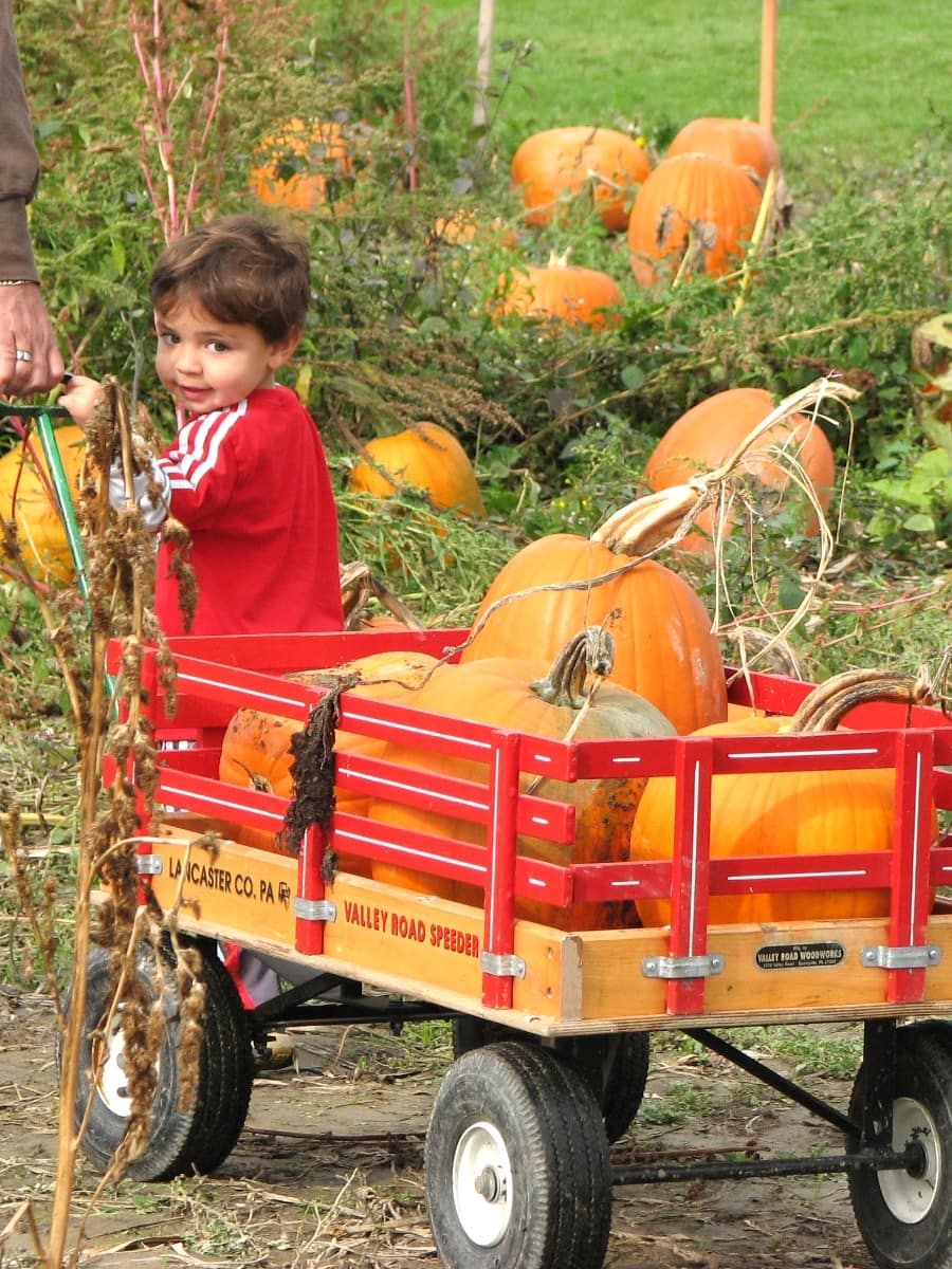 The Kula Country Farms Pumpkin Patch, Maui The Kula Country Farms Pumpkin Patch, Maui