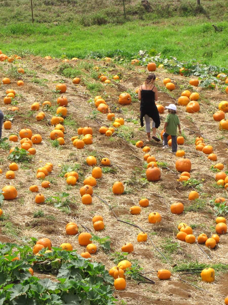 The Kula Country Farms Pumpkin Patch, Maui The Kula Country Farms Pumpkin Patch, Maui