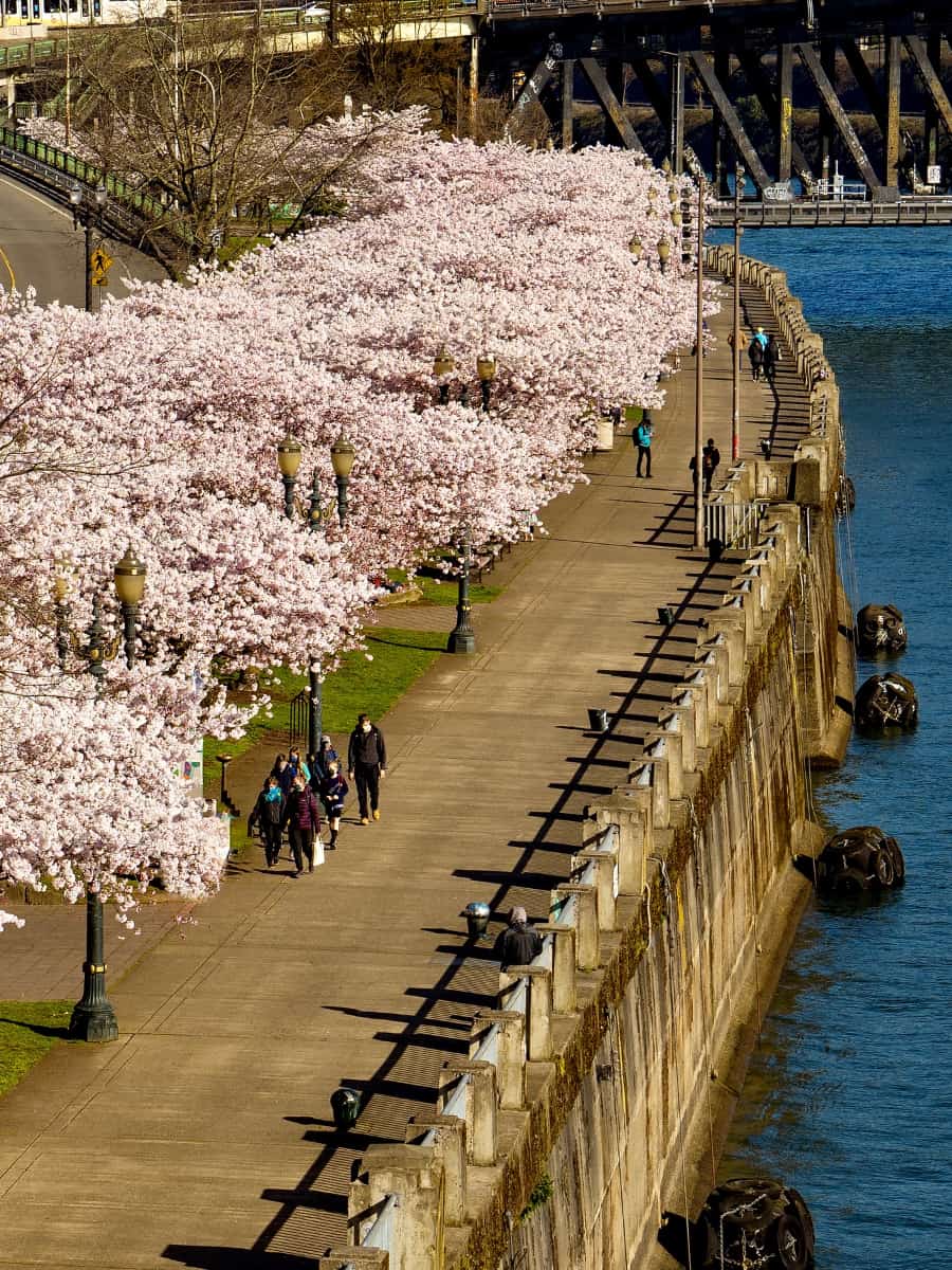 Tom McCall Waterfront Park, Portland Tom McCall Waterfront Park, Portland