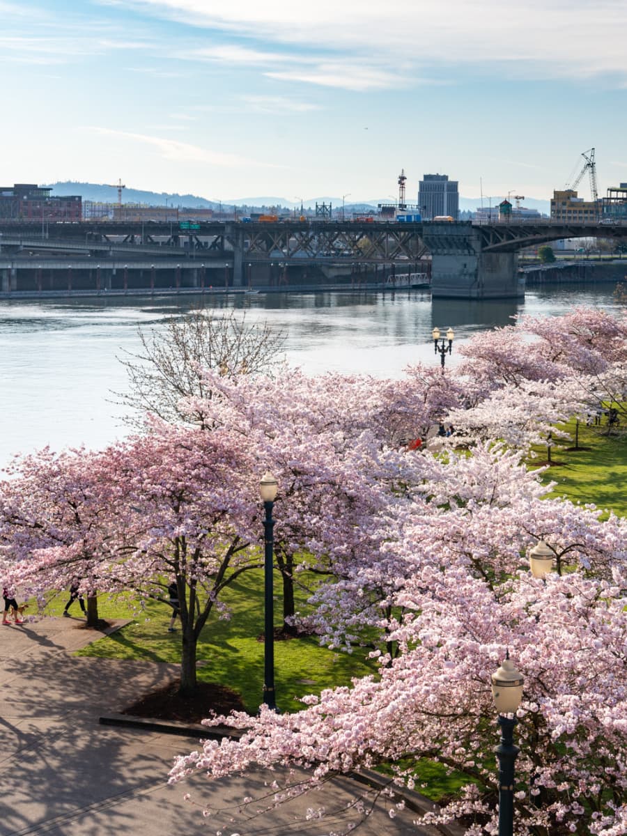 Tom McCall Waterfront Park, Portland Tom McCall Waterfront Park, Portland