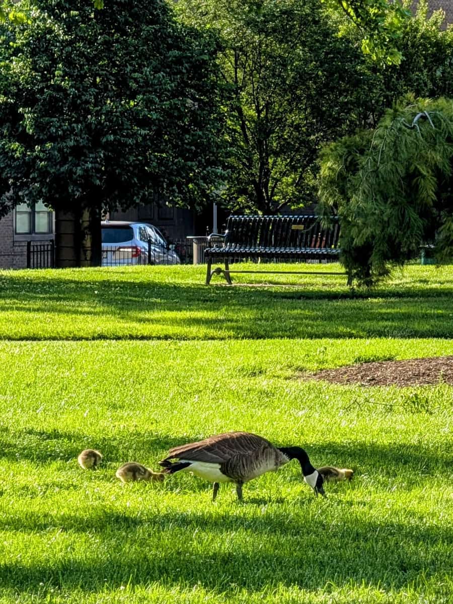 Topiary Park, Columbus, Ohio Topiary Park, Columbus, Ohio