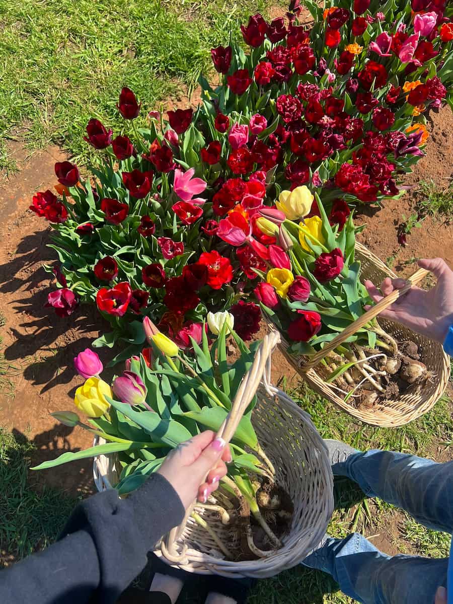 Tulip Festival Celebration, Oklahoma City Tulip Festival Celebration, Oklahoma City