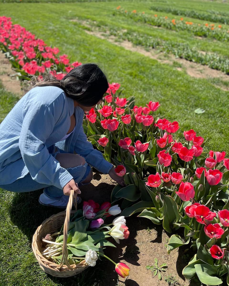 Tulip Festival Celebration, Oklahoma City Tulip Festival Celebration, Oklahoma City