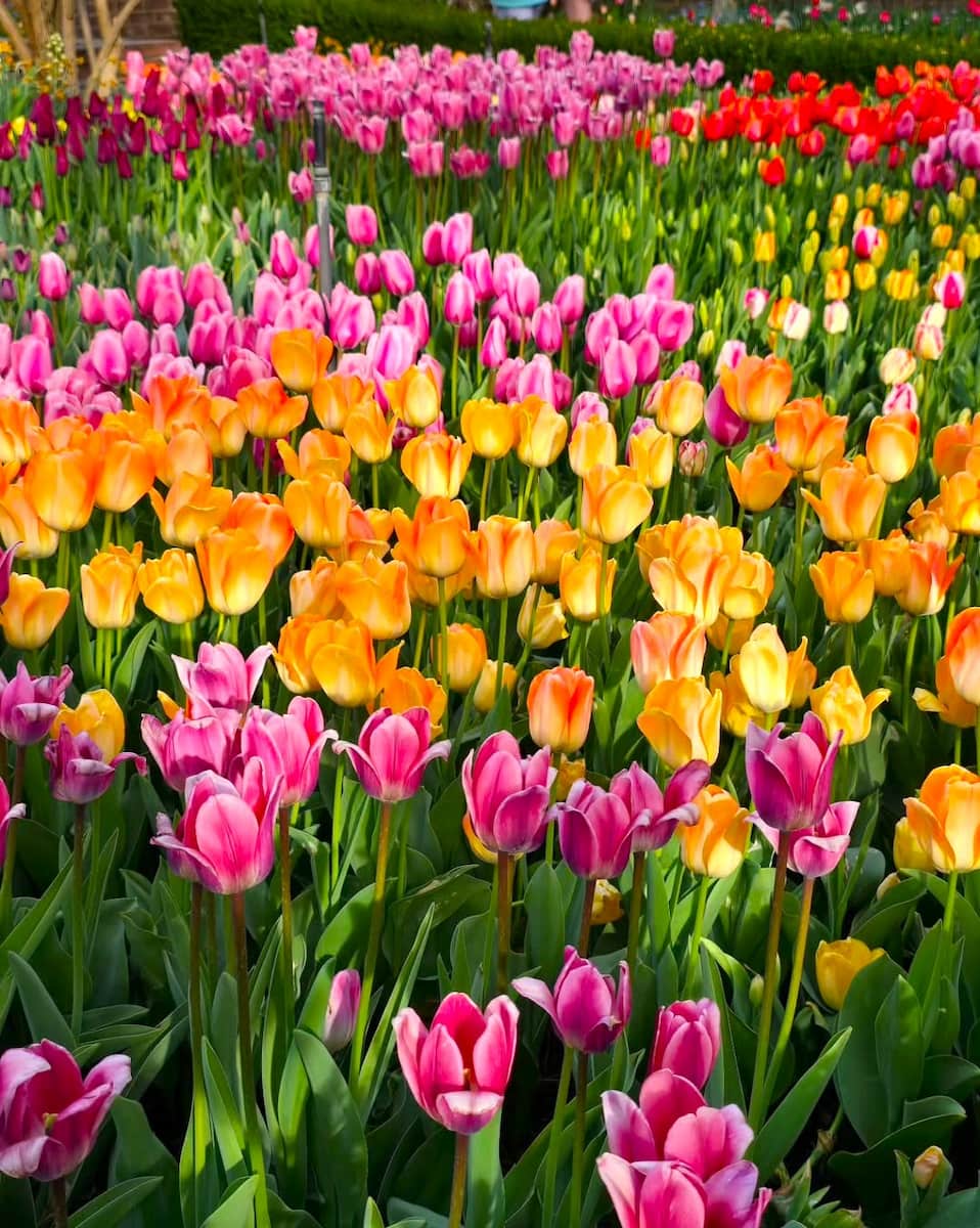 Tulip Festival, Ashton Gardens Tulip Festival, Ashton Gardens