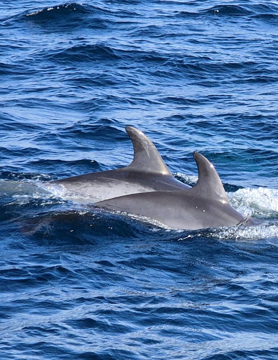 Turmares Dolphin Tarifa Turmares Dolphin Tarifa