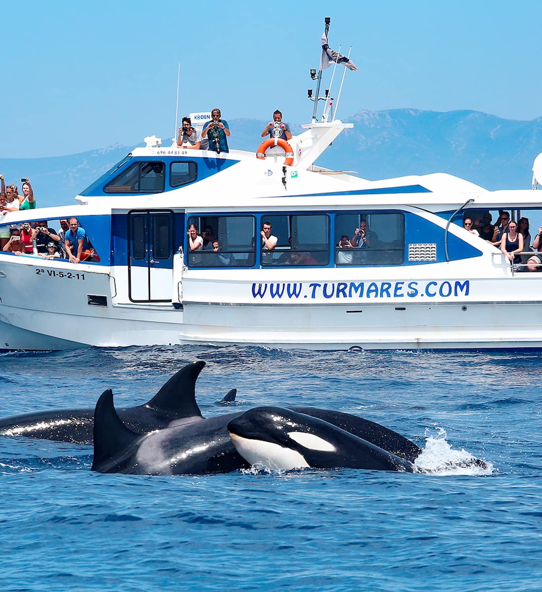 Turmares Dolphin Tarifa Turmares Dolphin Tarifa