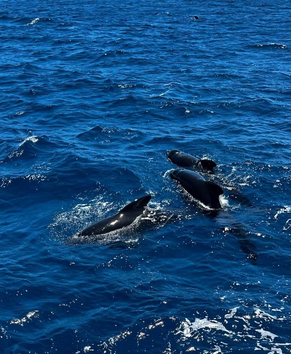 Turmares Dolphin Tarifa Turmares Dolphin Tarifa