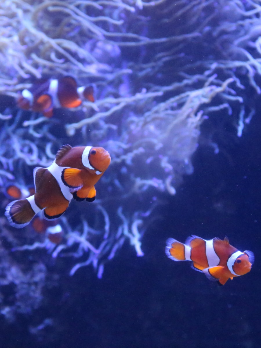 Waikiki Aquarium, Hawaii Waikiki Aquarium, Hawaii