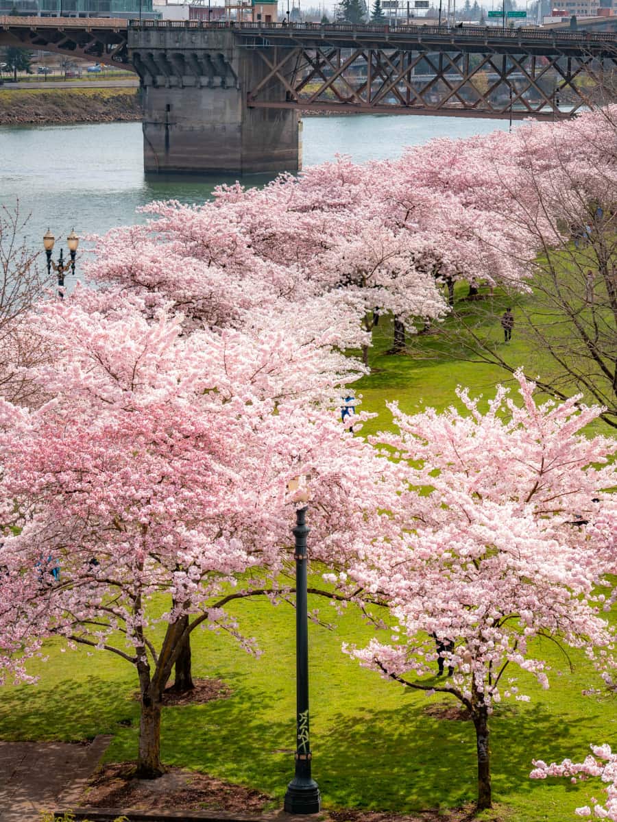 Waterfront Park, Portland Waterfront Park, Portland