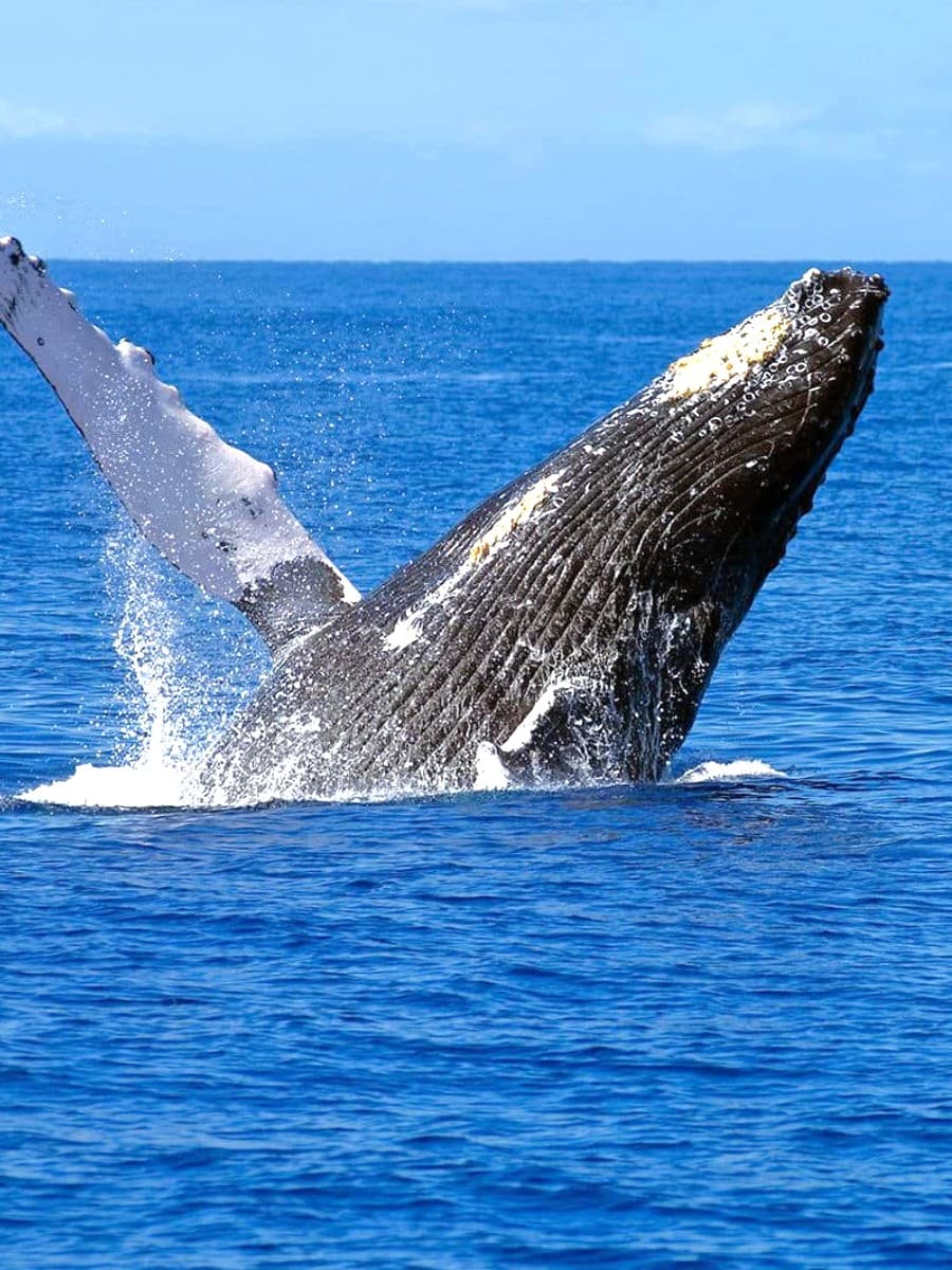 Whale Watching, Maui Whale Watching, Maui