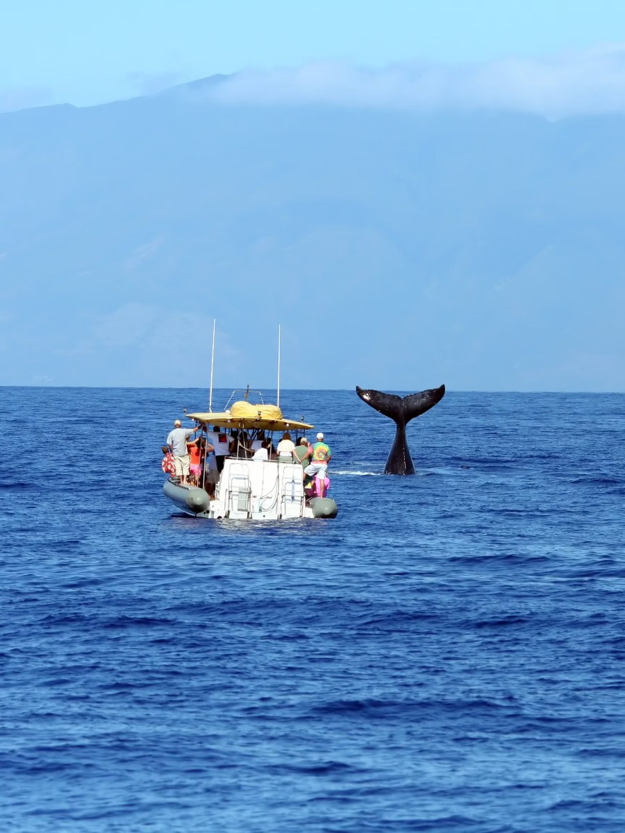 Whale Watching, Maui Whale Watching, Maui