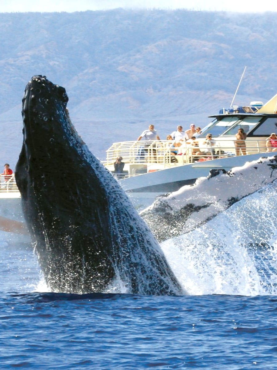 Whale Watching, Maui Whale Watching, Maui