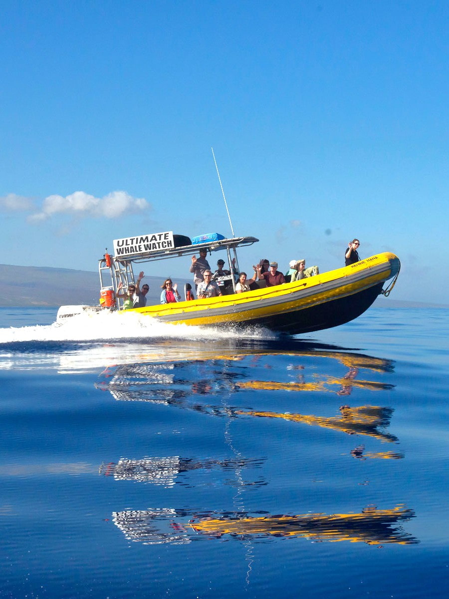 Whale Watching, Maui Whale Watching, Maui
