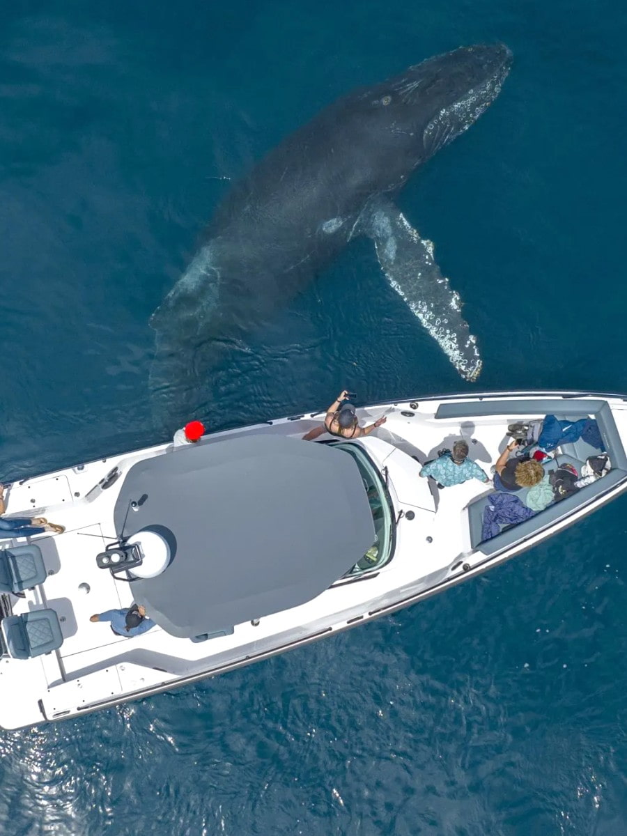 Whale Watching Tours, Santa Barbara Whale Watching Tours, Santa Barbara