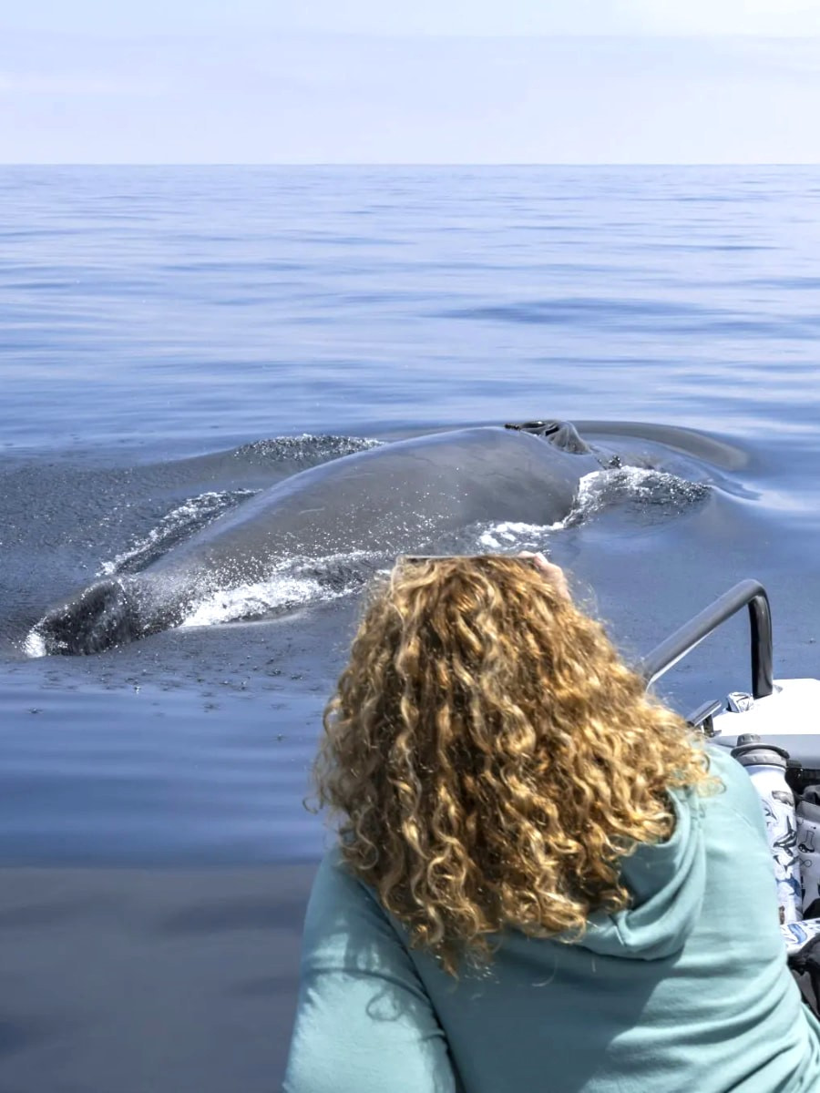 Whale Watching Tours, Santa Barbara Whale Watching Tours, Santa Barbara