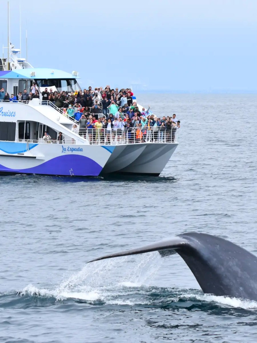 Whale Watching Tours, Santa Barbara Whale Watching Tours, Santa Barbara