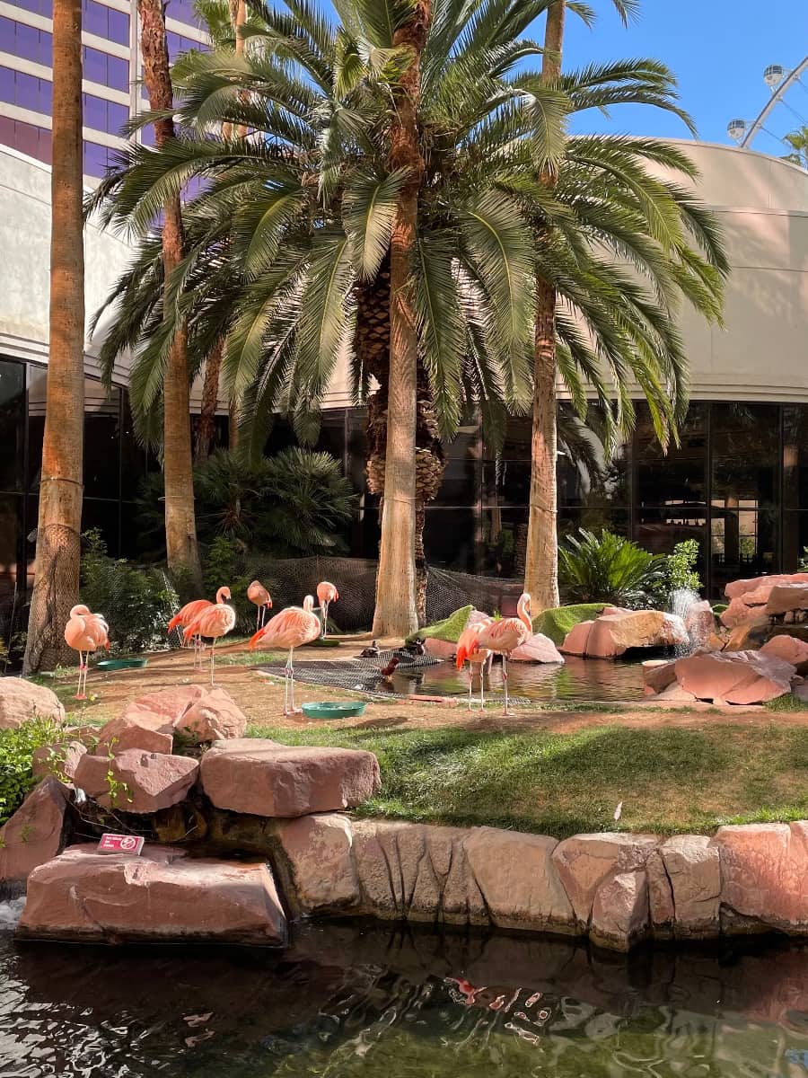 Wildlife Habitat at Flamingo, Las Vegas Wildlife Habitat at Flamingo, Las Vegas