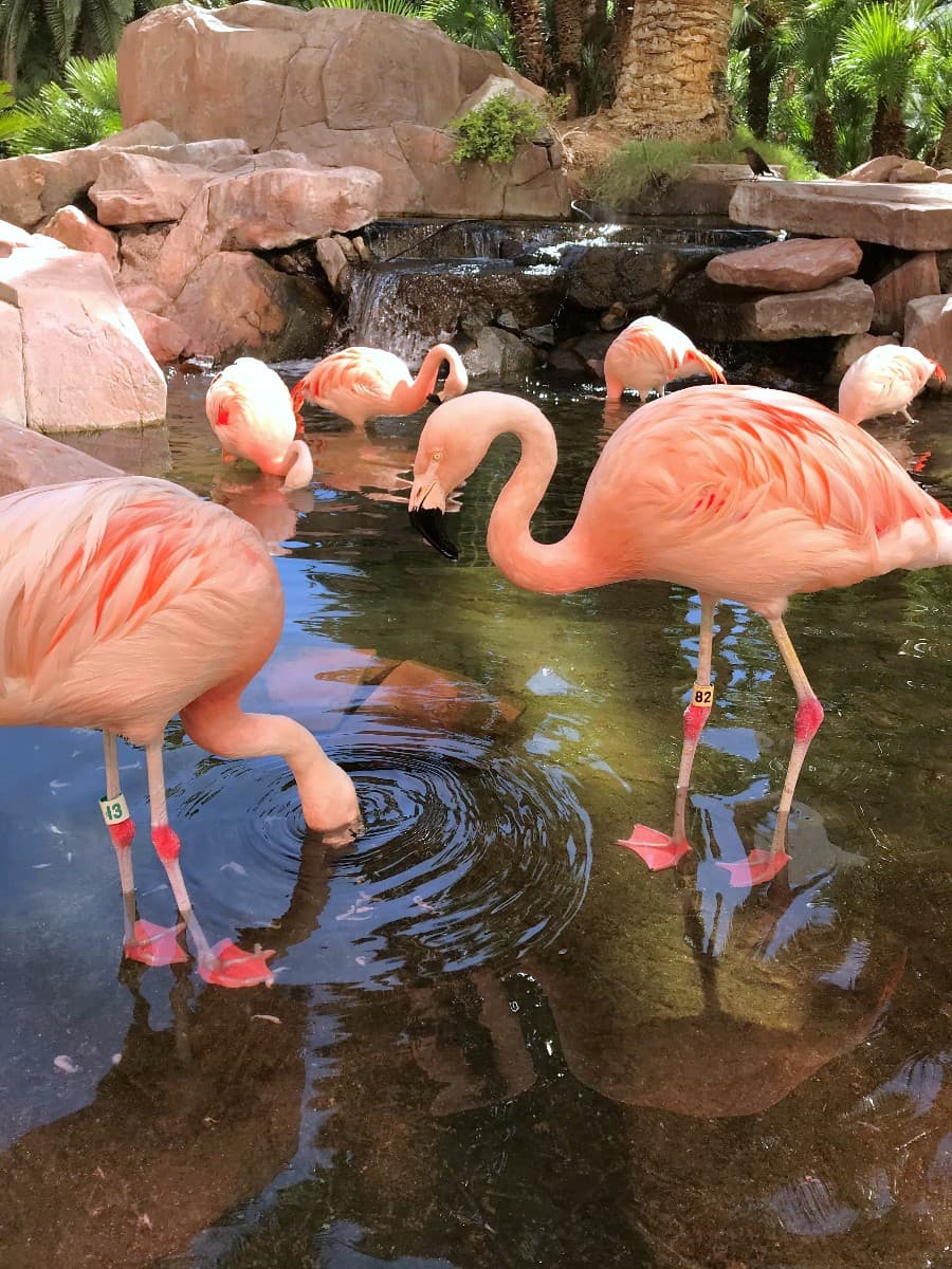 Wildlife Habitat at Flamingo, Las Vegas Wildlife Habitat at Flamingo, Las Vegas