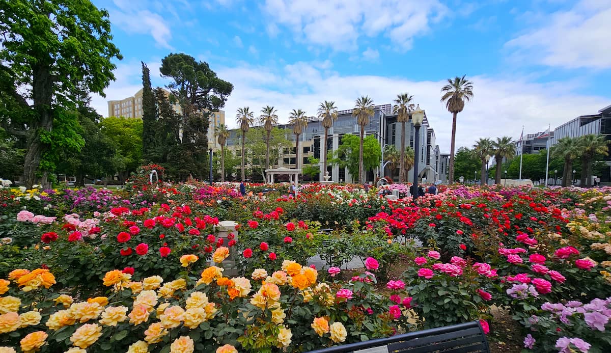 World Peace Rose Garden Sacramento World Peace Rose Garden Sacramento