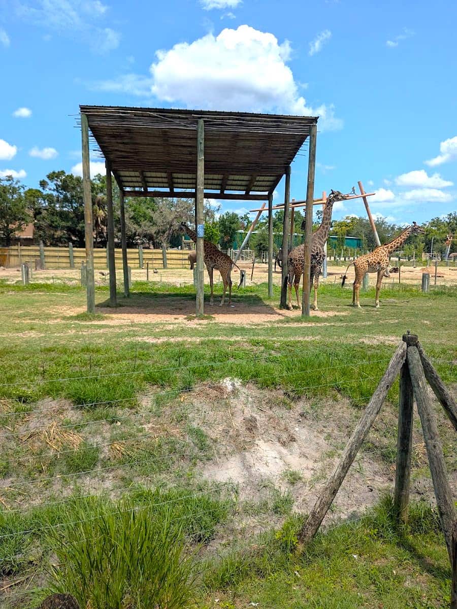 ZooTampa at Lowry Park, Tampa, Florida ZooTampa at Lowry Park, Tampa, Florida