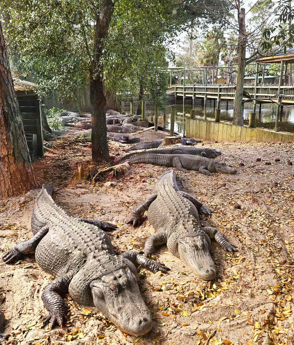 ZooWorld Zoological Park, Panama City Beach ZooWorld Zoological Park, Panama City Beach