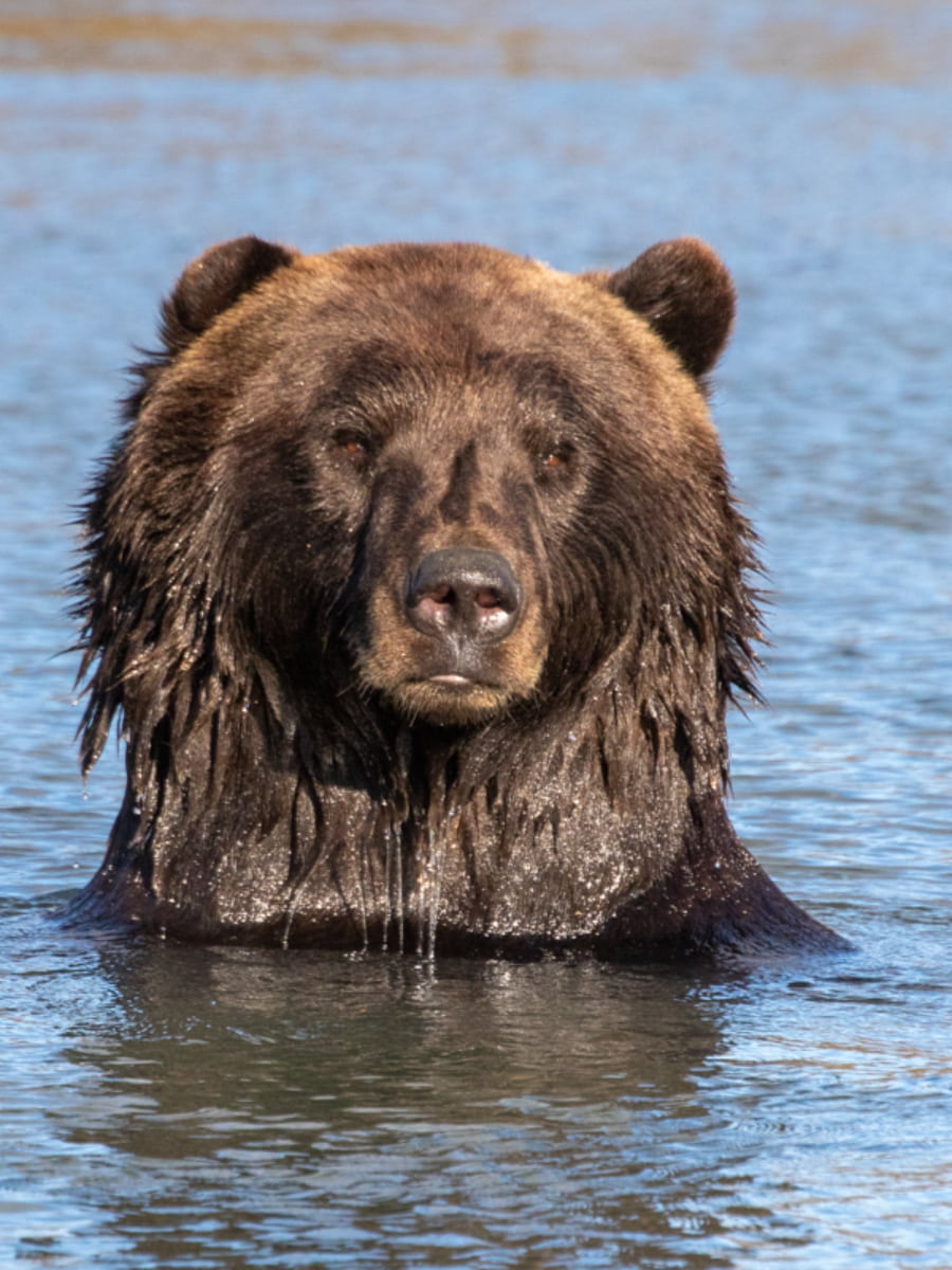 Alaska Wildlife Conservation Center, Anchorage Alaska Wildlife Conservation Center, Anchorage