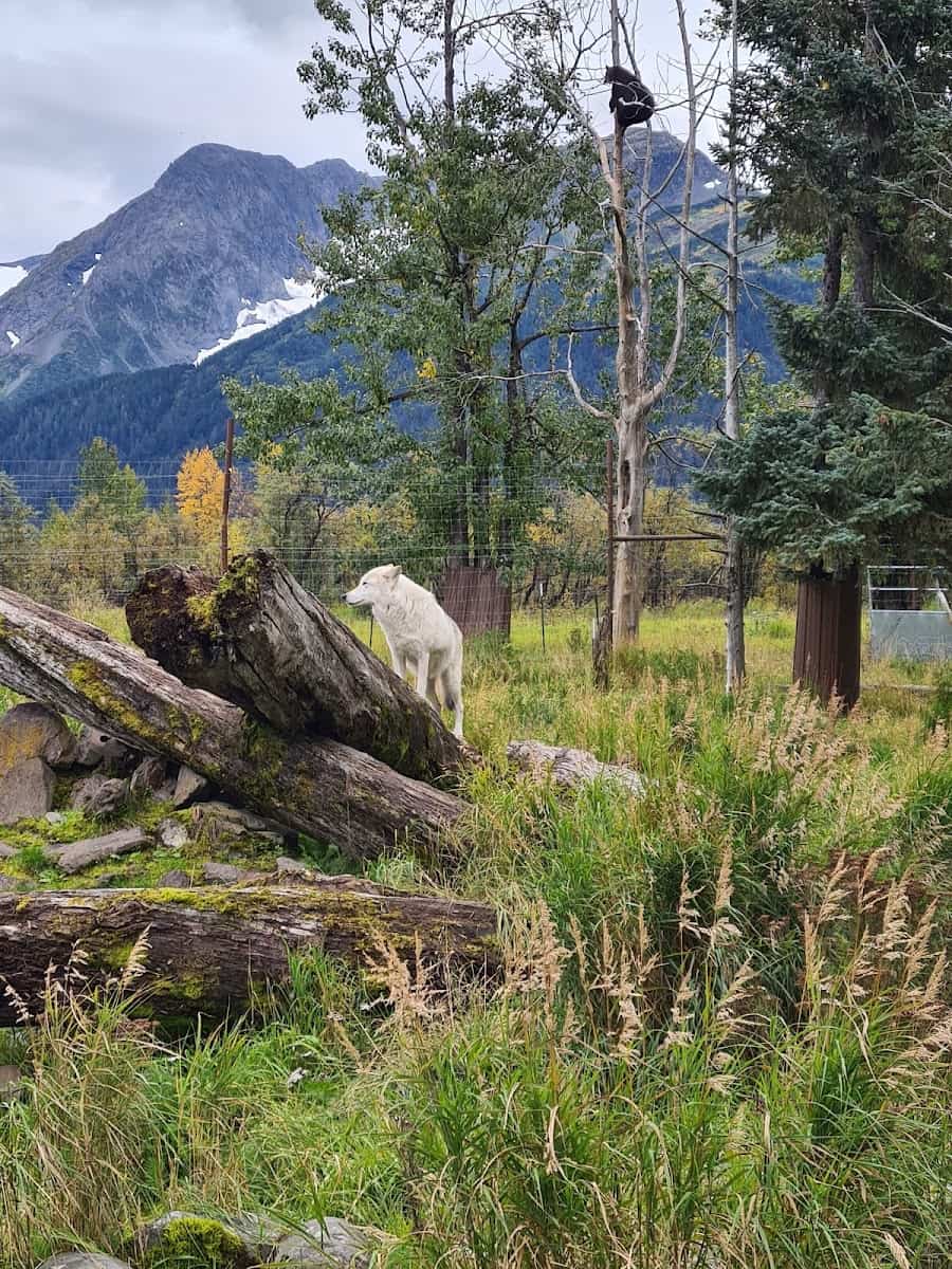 Alaska Wildlife Conservation Center, Anchorage Alaska Wildlife Conservation Center, Anchorage
