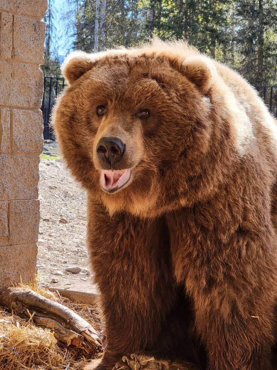 Alaska Zoo, Anchorage Alaska Zoo, Anchorage