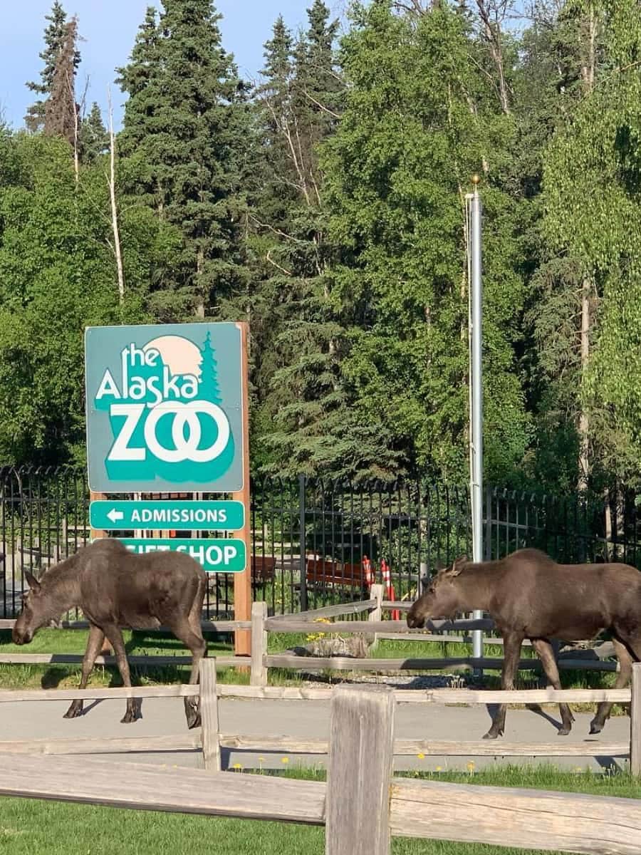 Alaska Zoo, Anchorage Alaska Zoo, Anchorage