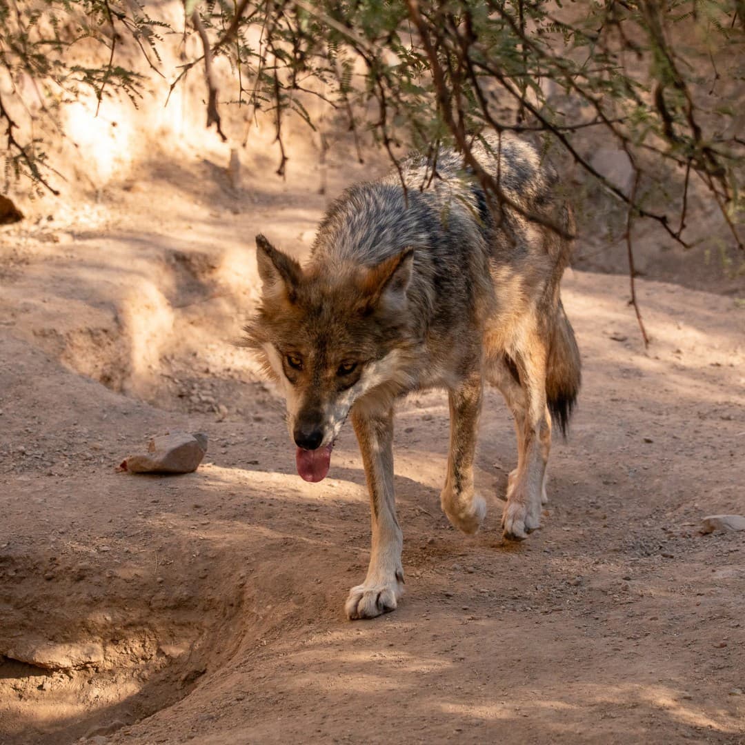 Arizona-Sonora Desert Museum Arizona-Sonora Desert Museum
