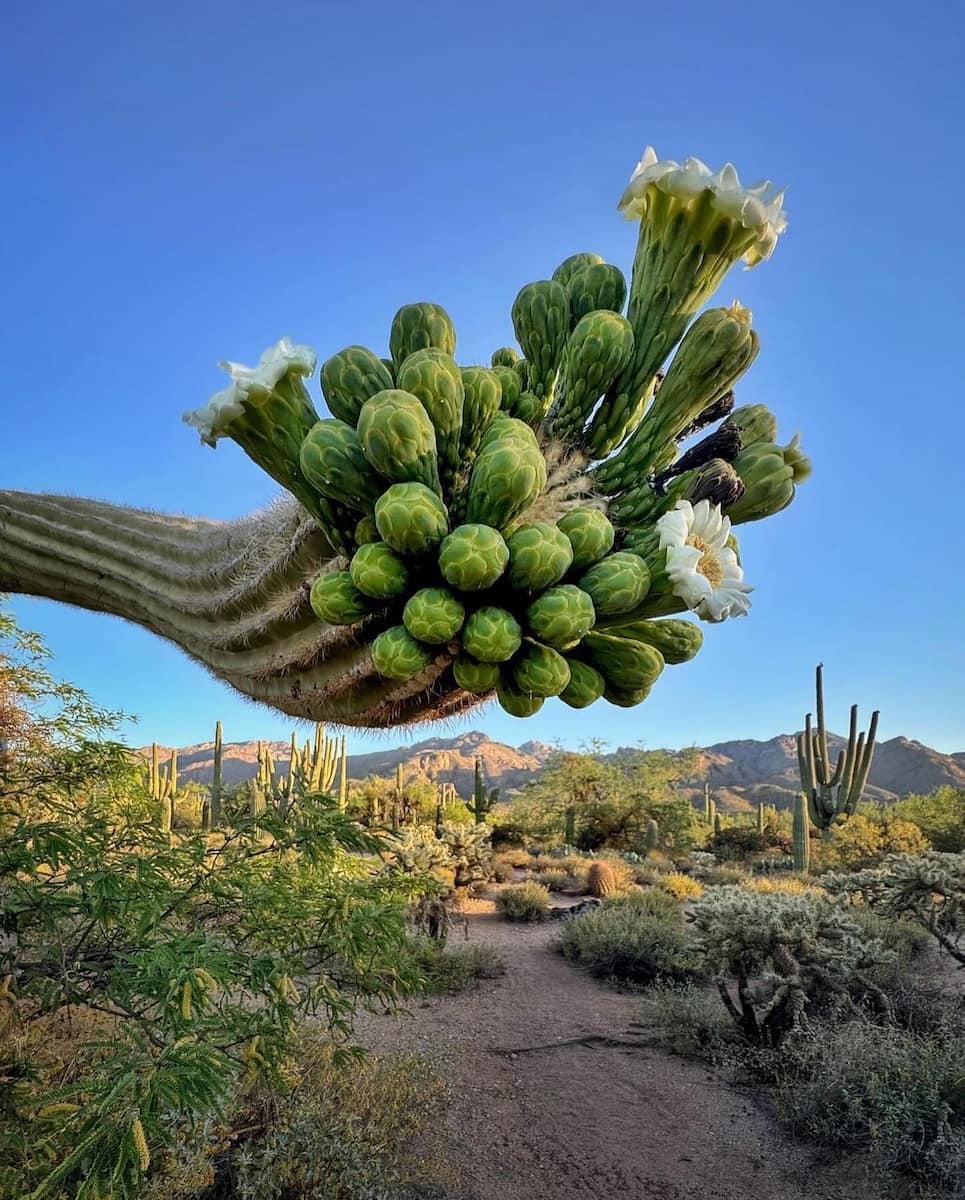 Arizona-Sonora Desert Museum Arizona-Sonora Desert Museum