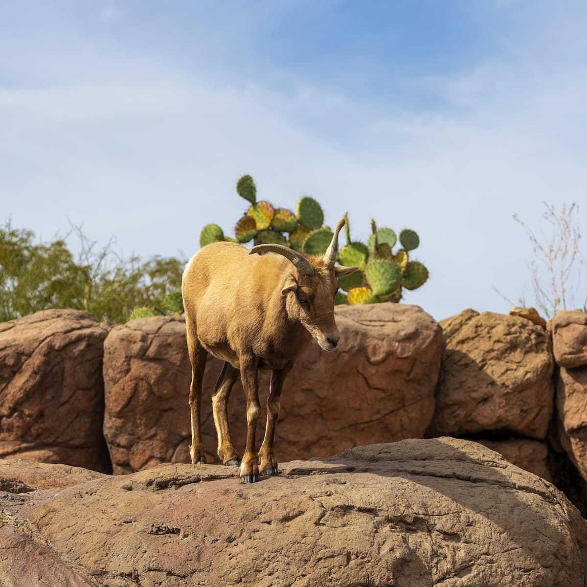 Arizona-Sonora Desert Museum Arizona-Sonora Desert Museum