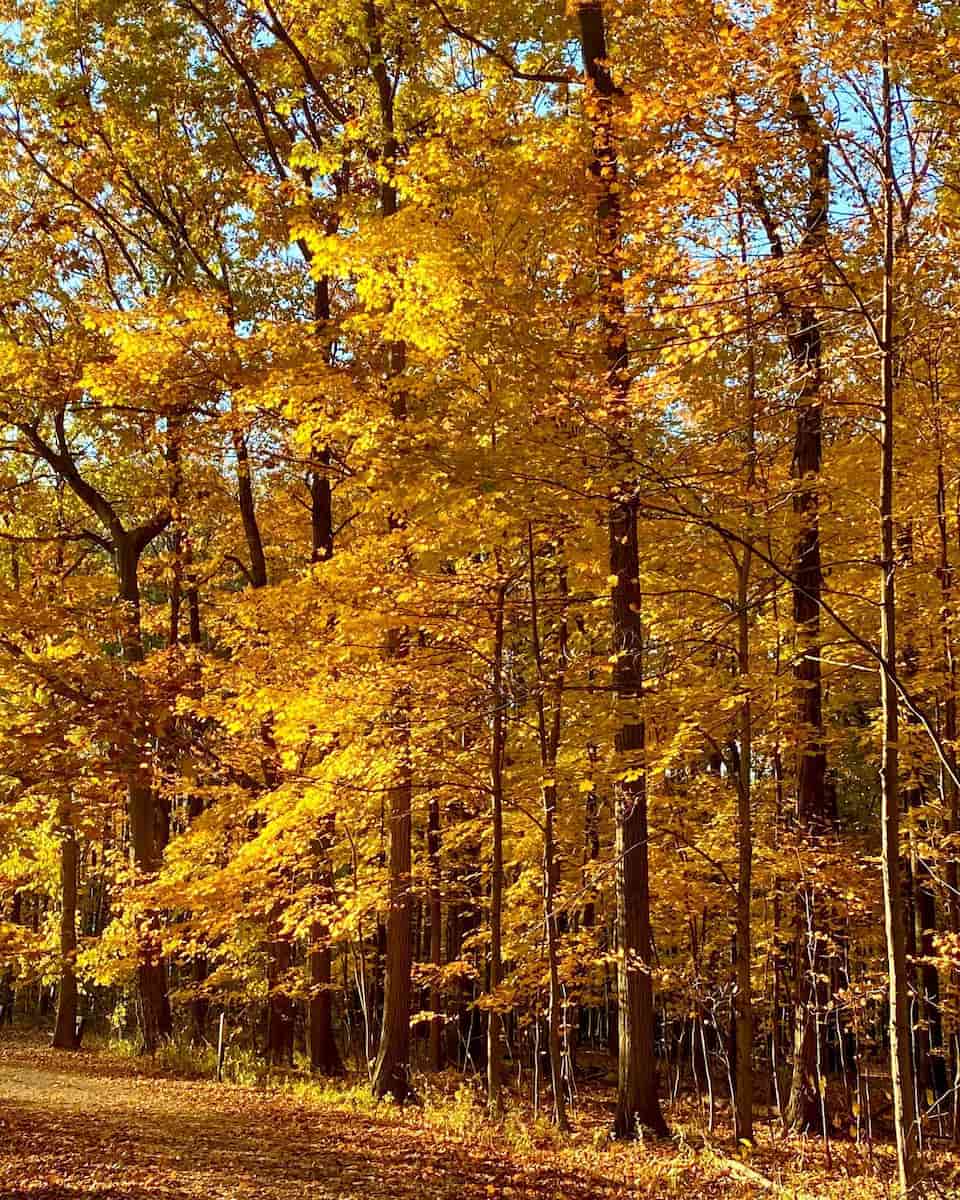 Autumn in Cleveland Autumn in Cleveland