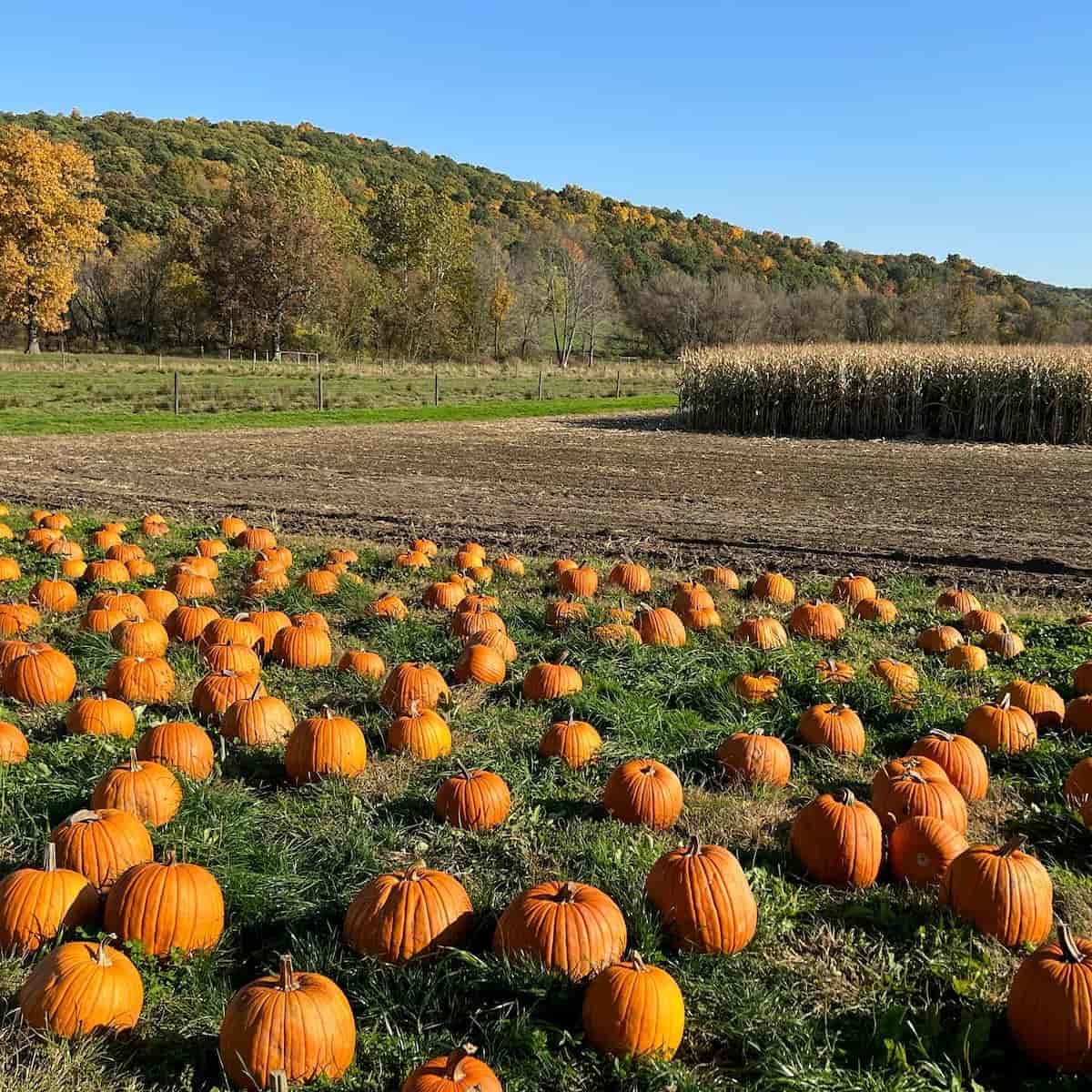 Fall in Lexington Fall in Lexington