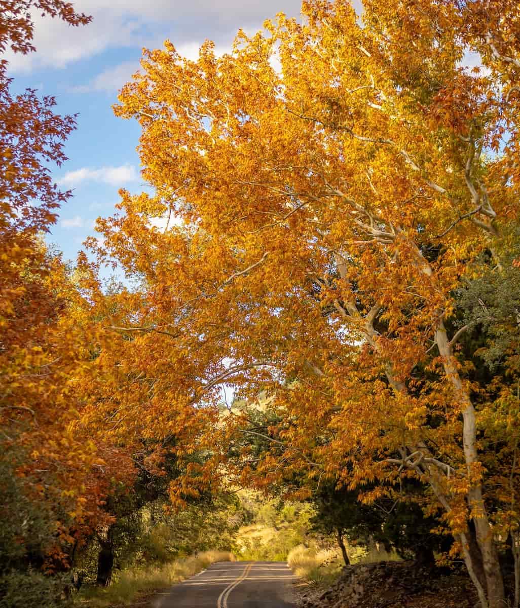 Autumn in Tuscon Autumn in Tuscon